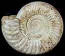 Large, Ammonite (Kranosphinctites?) Fossil - Jurassic #51687-1